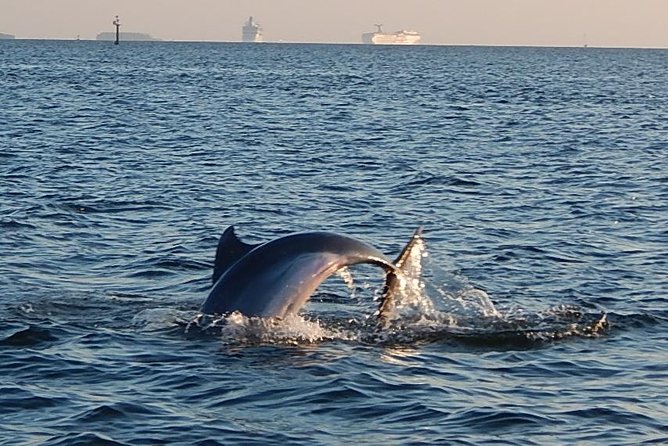1.5-hour Dolphin Sightseeing Cruise from Tampa - Key Highlights at a Glance