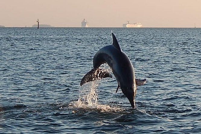 1.5-hour Dolphin Sightseeing Cruise from Tampa - Meeting at the Tampa Bay History Center Dock (and Finding It Fast)