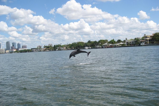1.5-hour Dolphin Sightseeing Cruise from Tampa - The Dolphin-Spotting Strategy: Why the Boat Stops Matter
