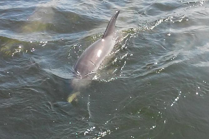 1.5-hour Dolphin Sightseeing Cruise from Tampa - Wildlife Beyond Dolphins: Manatees, Sharks, and Real Nature Time