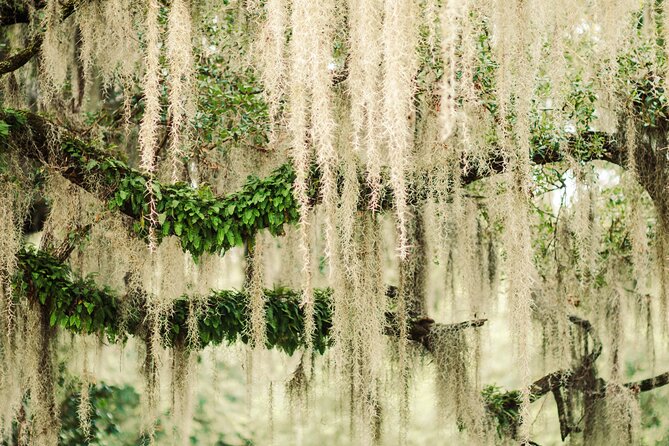 2-Hour Bonaventure Cemetery Walking Tour - Walking Comfort and Weather Prep for Rain or Shine