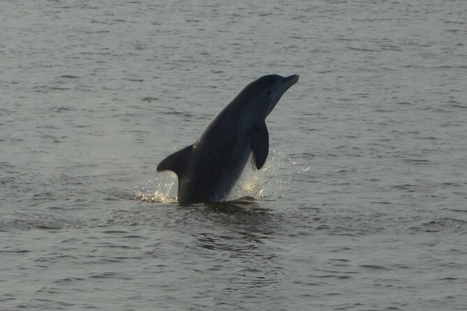 2-Hour Dolphin and Nature Eco Tour from Orange Beach - The 2-hour loop: how the timing actually feels