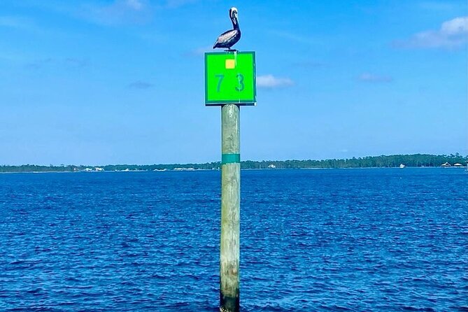 2-Hour Dolphin and Nature Eco Tour from Orange Beach - The eco angle: you get learning without it taking over