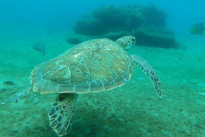 2 ½ - Hour Guided Snorkel Tour of Phil Foster park, Free Videos! - Key highlights worth your attention