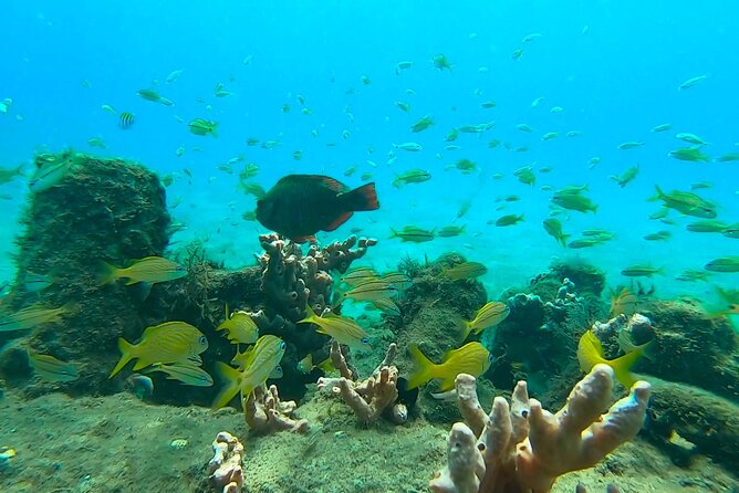 2 ½ - Hour Guided Snorkel Tour of Phil Foster park, Free Videos! - Snorkeling lessons that don’t talk down to you