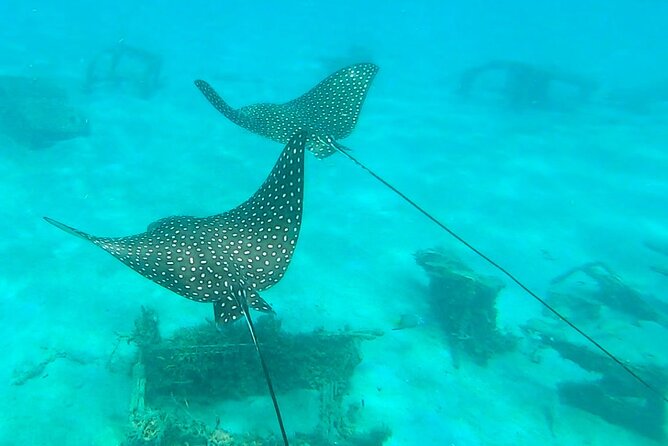 2 ½ - Hour Guided Snorkel Tour of Phil Foster park, Free Videos! - Price and value: what $44 buys you, and why length matters