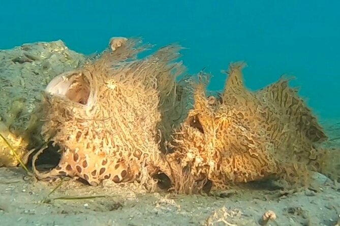 2 ½ - Hour Guided Snorkel Tour of Phil Foster park, Free Videos! - The Westin-led 2.5-hour flow: what your timing feels like