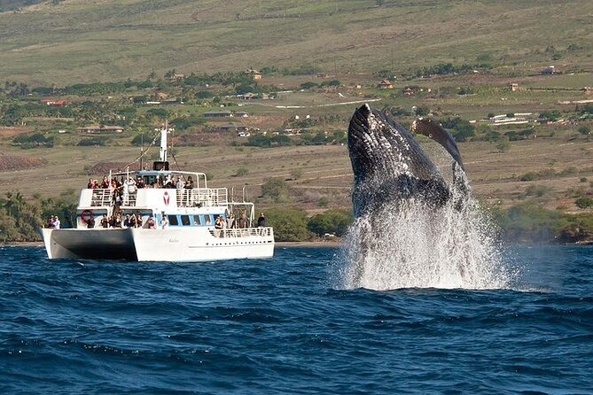 2-Hour Oahu Whale Watch from Ala Wai Harbor, Waikiki - Key moments that make this whale watch worth your time