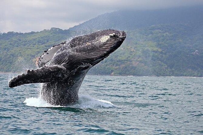 2-Hour Oahu Whale Watch from Ala Wai Harbor, Waikiki - Boarding at Ala Wai Harbor: what your 2 hours really feel like