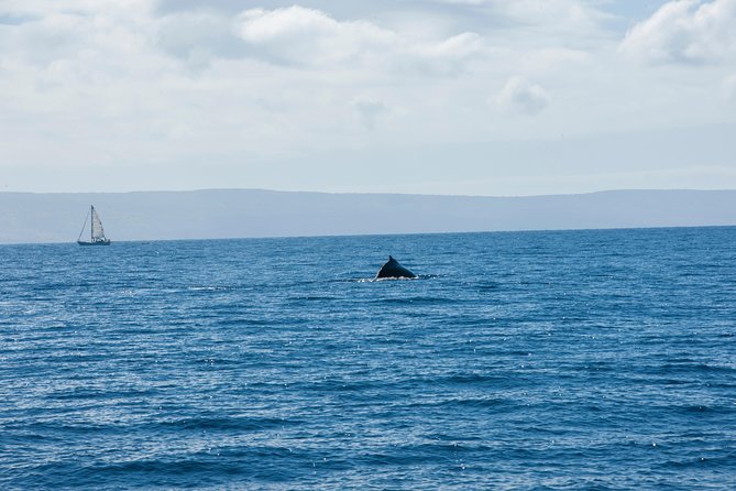2-Hour Oahu Whale Watch from Ala Wai Harbor, Waikiki - The hydrophone feature: hearing whale life under the boat