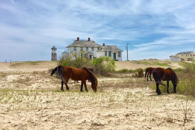 2-hour Outer Banks Wild Horse Tour by 4WD Truck - Corolla Wild Horses by 4WD, what the ride really feels like