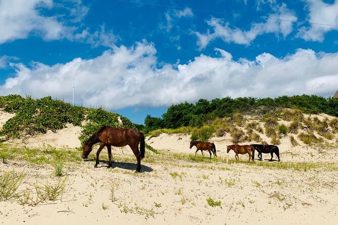 2-hour Outer Banks Wild Horse Tour by 4WD Truck - Where to meet at 1148 Ocean Trail and how early to plan