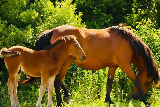 2-hour Outer Banks Wild Horse Tour by 4WD Truck - Guide stories that connect horse families to the island