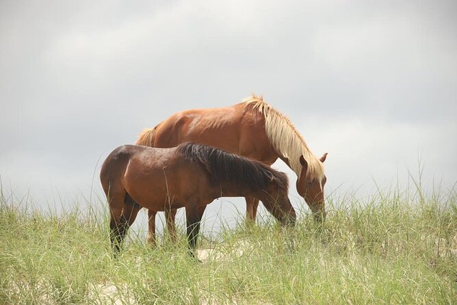 2-hour Outer Banks Wild Horse Tour by 4WD Truck - Who should book this Corolla 4WD wild horse tour