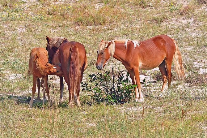 2-hour Outer Banks Wild Horse Tour by 4WD Truck - The conservation area stop, what private access actually means