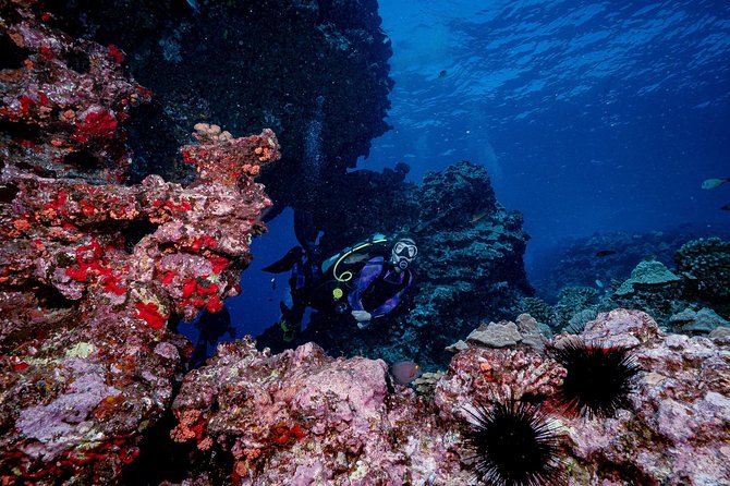 2 Tank Lanai Cathedral Scuba Dive Via Boat for Certified Divers - Comfort and gear: rental setup, motion sickness, and currents