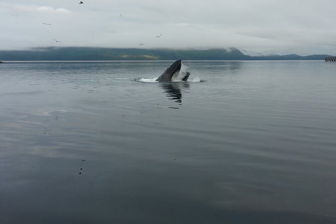 3.5 Hour Crowd-Skipping Whale Tour in Juneau, Alaska - Auke Bay Stop and the Inlet Views You’re Paying For