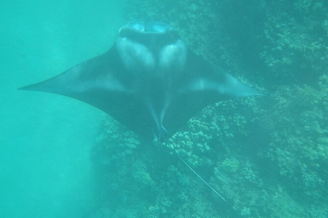 3.5 Hour Kailua-Kona Ocean Kayak and Snorkel Tour - Activity level: how hard is it really?