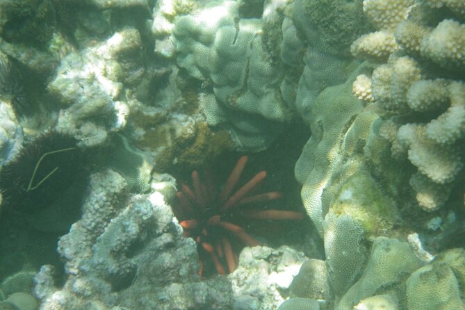 3.5 Hour Kailua-Kona Ocean Kayak and Snorkel Tour - What to bring so your day feels smooth
