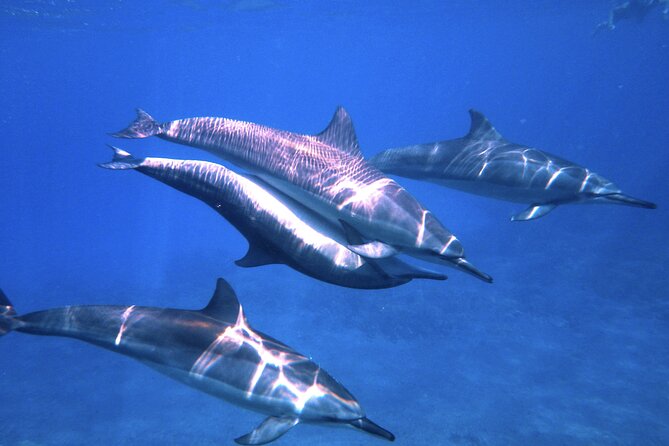 3.5 Hour Kailua-Kona Ocean Kayak and Snorkel Tour - Your first steps on the stable kayaks