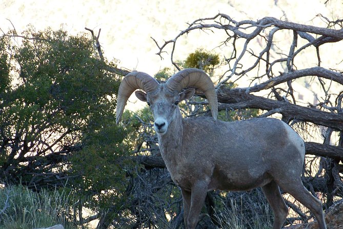 3 Hour Back-Road Safari to Grand Canyon with Entrance Gate By-Pass at 9:30 am - Hopi House, El Tovar, and Bright Angel Lodge: history you can point at