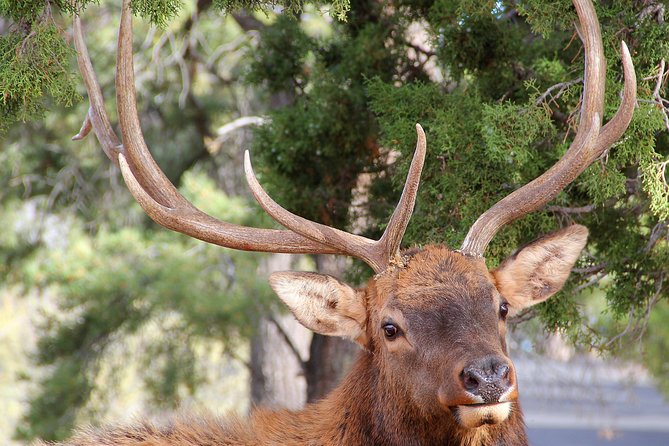3 Hour Back-Road Safari to Grand Canyon with Entrance Gate By-Pass at 9:30 am - Wildlife sightings on the back roads: the fun wildcard