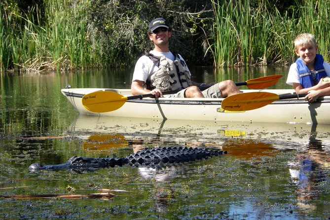 3 Hour Guided Mangrove Tunnel Kayak Eco Tour - Key highlights that make this kayak trip worth your time