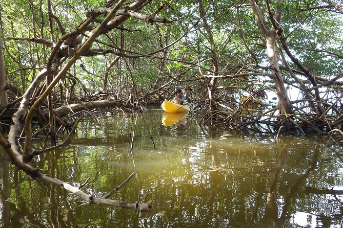 3 Hour Guided Mangrove Tunnel Kayak Eco Tour - Photos, heat, and the comfort checklist that actually matters