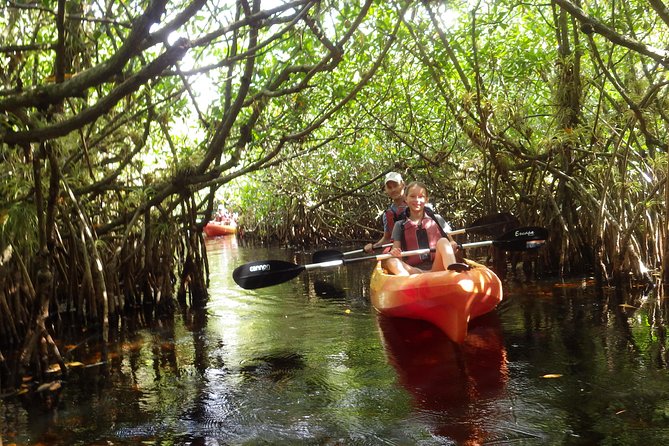 3 Hour Guided Mangrove Tunnel Kayak Eco Tour - Price and value: what $99.95 actually buys you