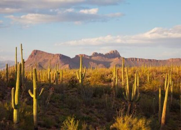 3 Hour Guided TomCar ATV Experience in Sonoran Desert - Key things I’d focus on before you book