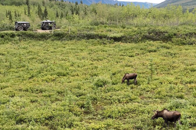 3 Hour SHERP Tour: Denali Fat Truck Tours - The Denali park route: what you’ll do and why it matters