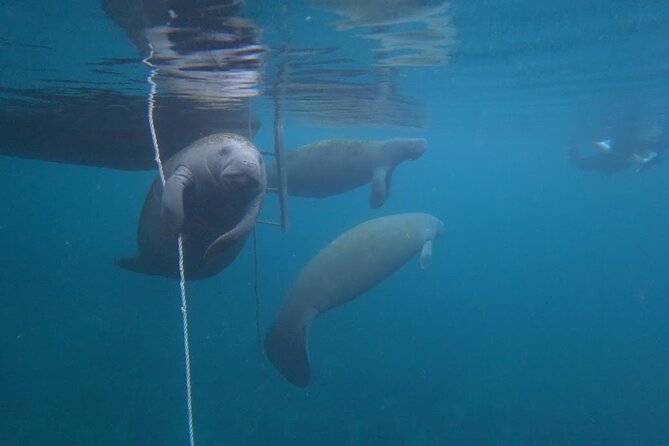 3 Hour Small Group All Inclusive Manatee Swim with free Photo pkg - Crystal River Manatee Swim With a Max of 6 People