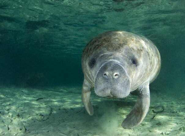 3 Hour Small Group All Inclusive Manatee Swim with free Photo pkg - What Happens Before You Snorkel, Wetsuits and Defog Included