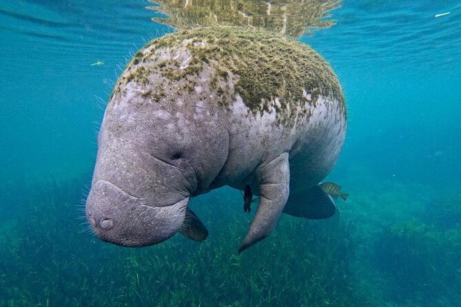 3 Hour Small Group All Inclusive Manatee Swim with free Photo pkg - The Snorkel With Manatees, Guided In-Water for Safer Spacing