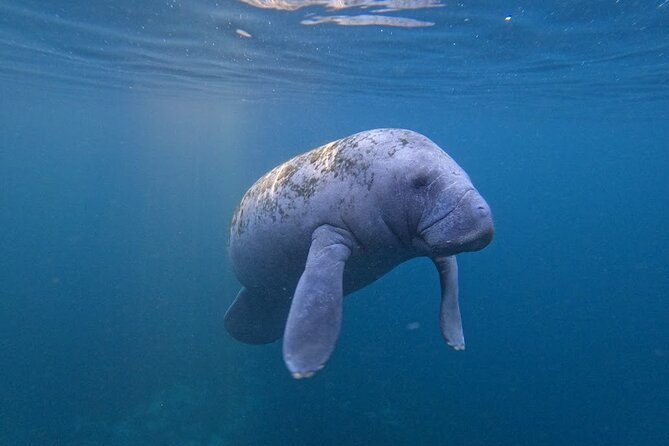 3 Hour Small Group All Inclusive Manatee Swim with free Photo pkg - Warm Boat, Hot Drinks, and Changing Comfort in Cold Weather