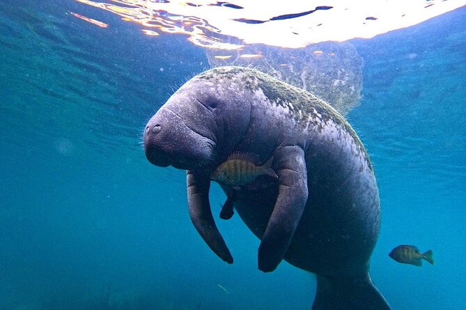 3 Hour Small Group All Inclusive Manatee Swim with free Photo pkg - Meeting at Pete’s Pier Marina in Kings Bay