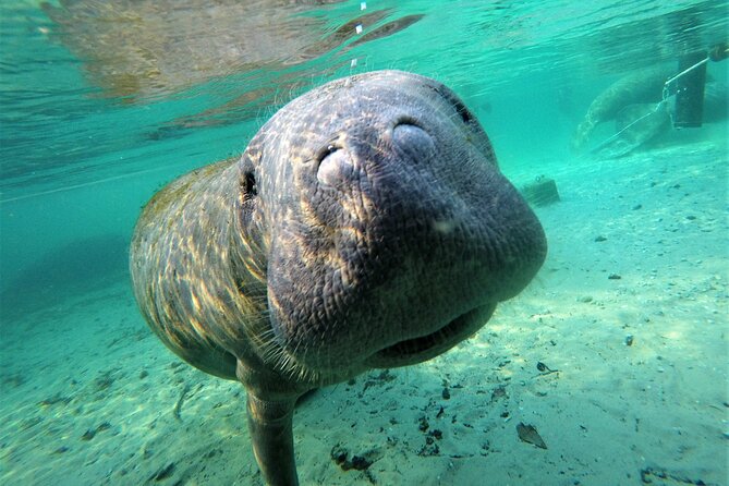 3 hours Manatee Swim Tour in Florida - Key things I’d circle before you go
