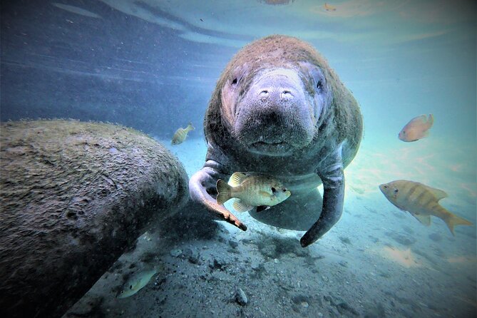 3 hours Manatee Swim Tour in Florida - Crystal River Manatees 101: Kings Bay and Three Sisters Springs