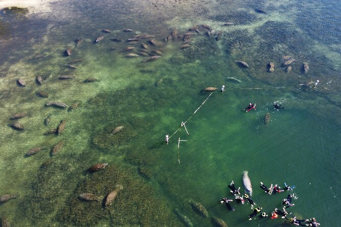3 hours Manatee Swim Tour in Florida - Crowd reality in winter springs, and how to reduce the stress