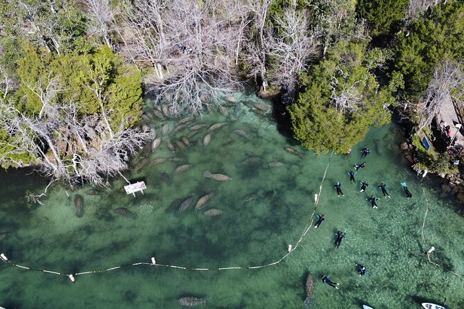 3 hours Manatee Swim Tour in Florida - What you’ll likely see in the water (and what to watch for)