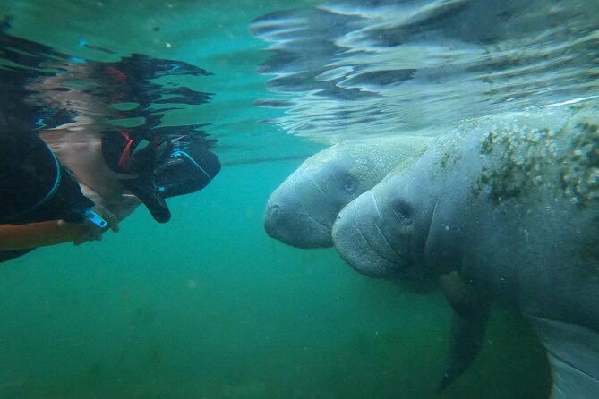 3 hours Manatee Swim Tour in Florida - Family fit, snorkel confidence, and cold-water planning