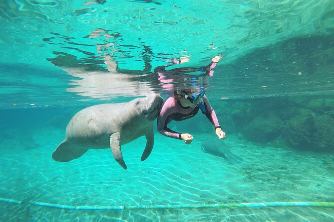 3 hours Manatee Swim Tour in Florida - Price and Group Size: what $74.99 buys you