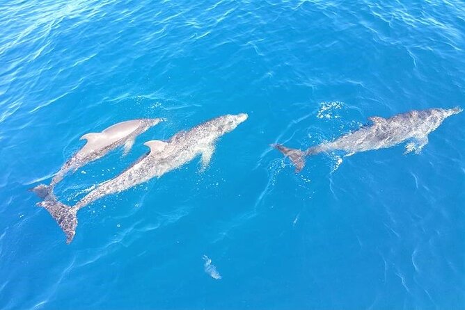4-Hour Fort Lauderdale Sailing Charter - Weather, choppy water, and why flexibility is part of the deal