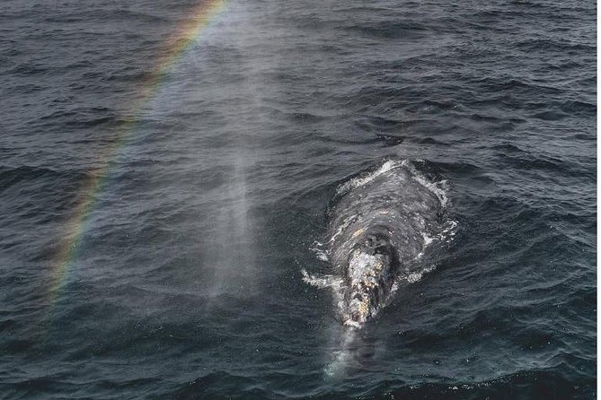 4 Hour Whale Watching Tour From Monterey - Monterey Bay Whale Watching: what makes this cruise worth your morning