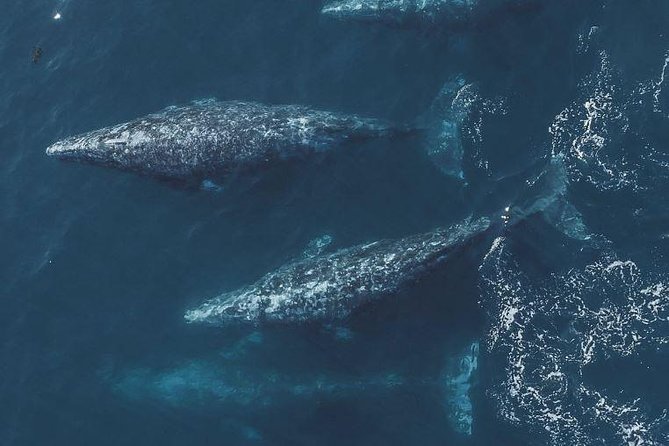 4 Hour Whale Watching Tour From Monterey - Meeting at Fisherman’s Wharf: timing, check-in, and first impressions