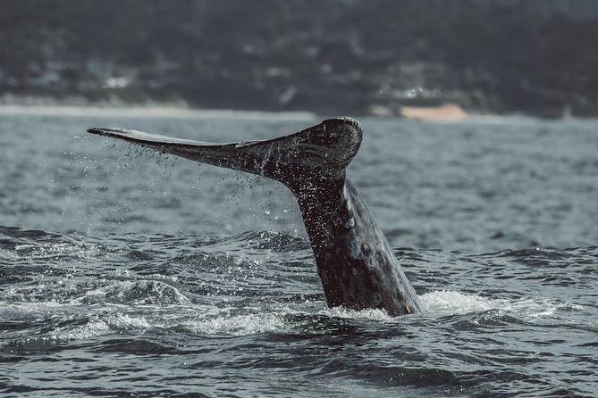 4 Hour Whale Watching Tour From Monterey - Species you can hope to see near Monterey (and what to watch for)