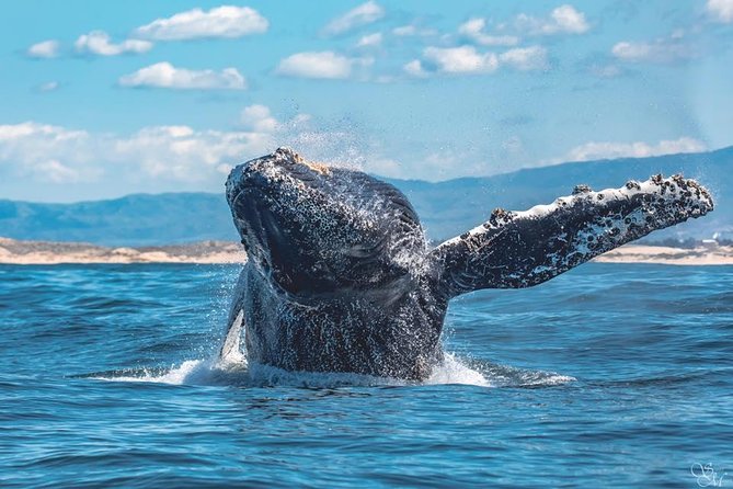 4 Hour Whale Watching Tour From Monterey - Narration and guide style: how the science becomes useful