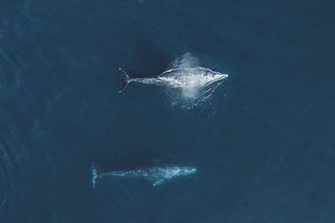 4 Hour Whale Watching Tour From Monterey - Coffee, snacks, and what is included in your ticket