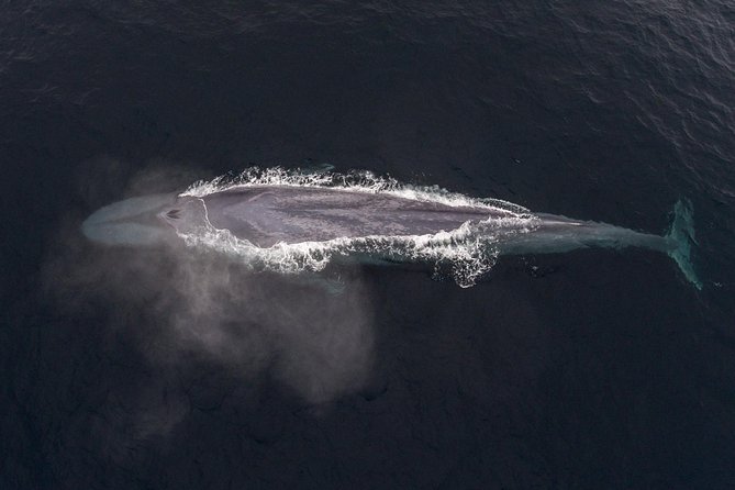 4 Hour Whale Watching Tour From Monterey - Value check: is $85 a fair deal for Monterey whale watching?