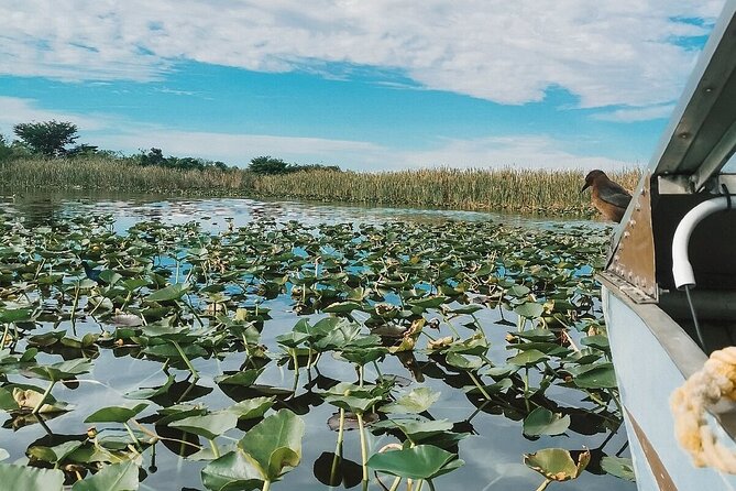 60 min. Everglades Airboat ride & pick-up ,small group +pro guide - Price and value: why $78 feels fair for this format